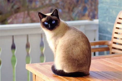 meezer siamese cat.